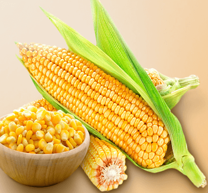 Canned Sweet Corn